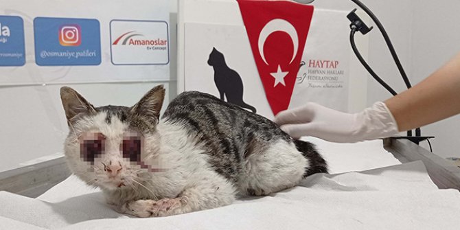 Sokak kedisinin gözlerini oymuşlar