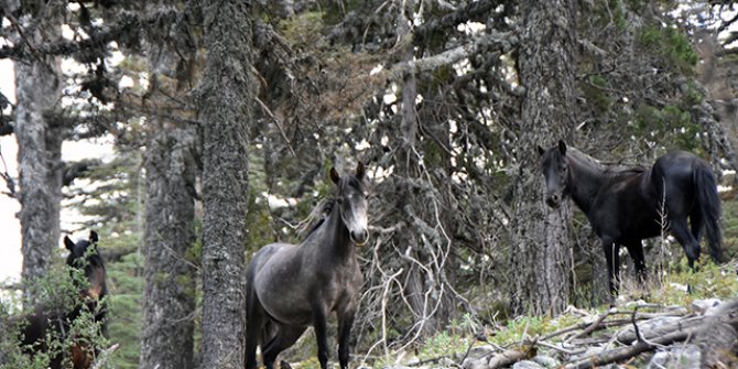 Torosların yılkı atları, sedir ormanlarında