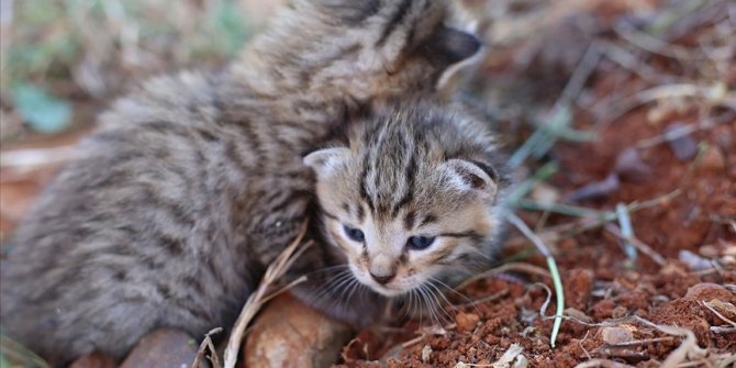 Osmaniye'de tarlada bulunan yaban kedisi yavruları bakıma alındı