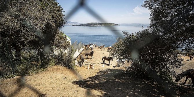 'Adalar'daki atlar' sorunu hayvanseverlerin çabalarına rağmen çözüme kavuşturulamadı