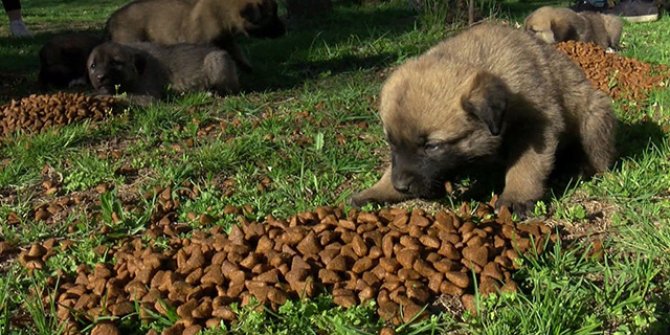 Kısıtlamada sokak hayvanları unutulmadı