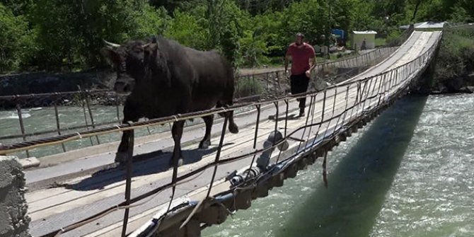 Güreşlere tehlikeli hazırlık; boğasını ahşap köprüden koşarak geçiriyor