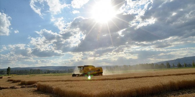 Buğdayda bu yıl 17,5 milyon ton rekolte bekleniyor