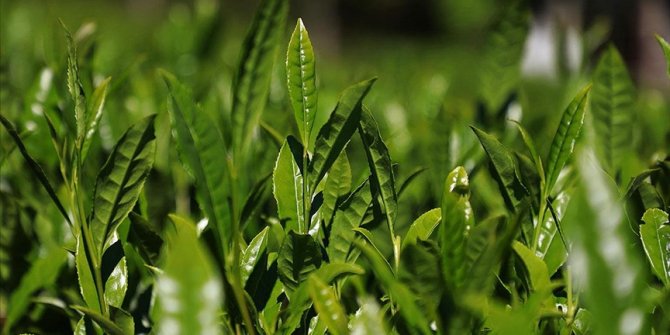 Doğu Karadeniz'de yaş çay hasadı 17 Mayıs'ta başlayacak