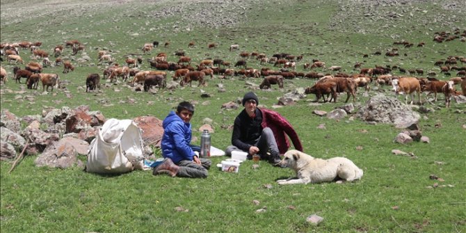 Doğu Anadolu'da küçükbaş hayvanların yayla yolculuğu başladı