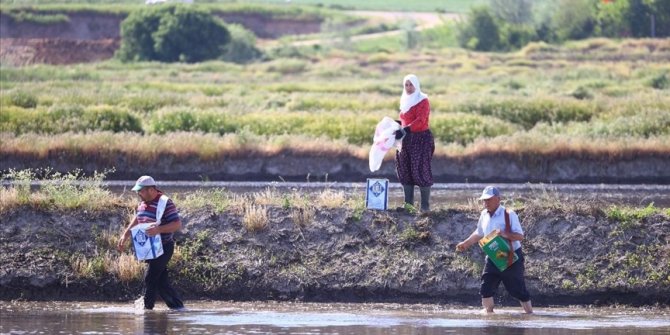 Türkiye'nin çeltik ambarı Edirne'de ekim mesaisi başladı