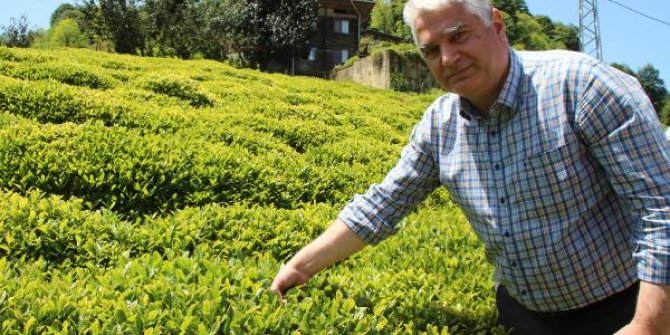 Doğu Karadeniz'de yaş çay hasadında geri sayım