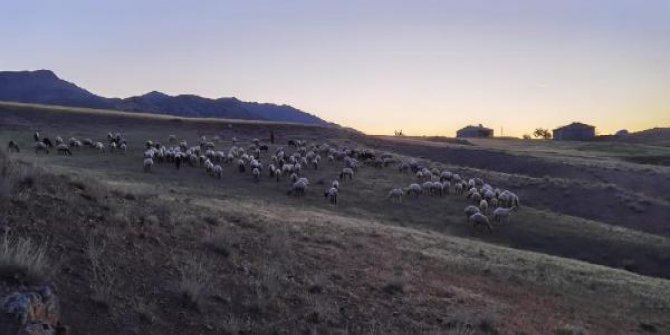 Elazığ'da kayıp 190 hayvan, dronla 9 saatte bulundu