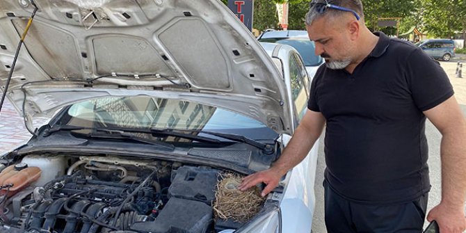 Motor kısmına kuşun yuva yaptığı otomobil kiralıktan çıkarıldı