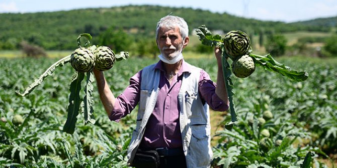 Coğrafi işaret tescilli Hasanağa enginarında hasat zamanı