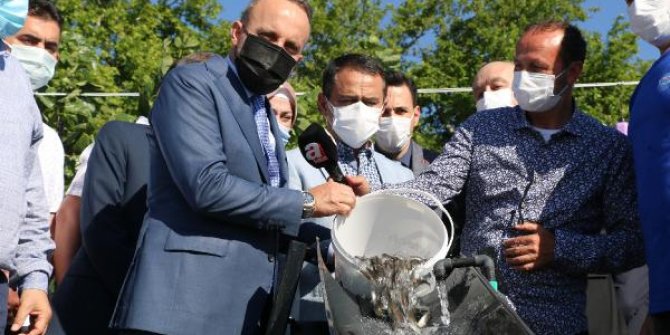 Çanakkale Boğazı'na 22 bin balık yavrusu bırakıldı