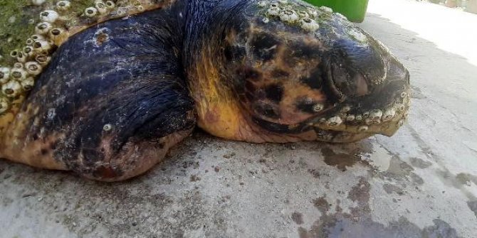 Daha önce yaralı bulunan caretta caretta'nın bu kez ölü bedenine ulaşıldı