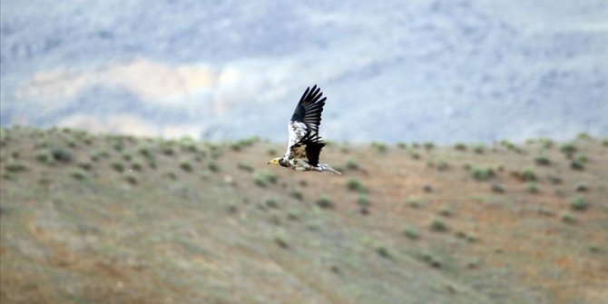 'Doğanın çöpçüleri' Türkiye'nin en doğusundaki yaşam alanlarında görüntülendi