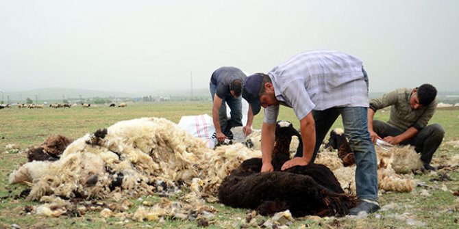 Muş yaylalarında koyun kırkım zamanı 