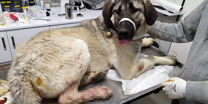 Şantiyedeki köpeği tüfekle vurdu, gözaltına alındı