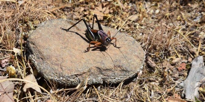 Bitlis'te tarlalara zarar veren çekirgelerle mücadele