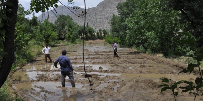 Hakkari'nin Irak sınırında imece usulüyle çeltik ekimi başladı