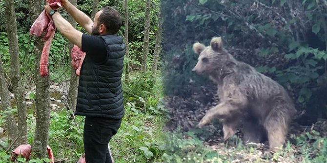 'Ayılar köylere inmesin’ diye ormana ‘sakatat’ bırakıyorlar  