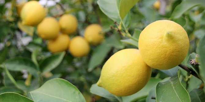 Mayısta en çok limonun fiyatı arttı