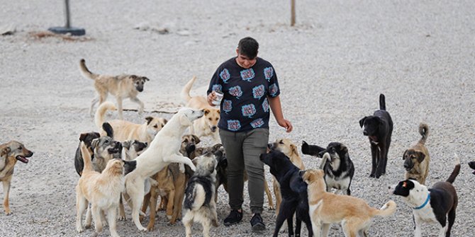 Liseli Berzan, sokak köpeklerine yuva kurdu