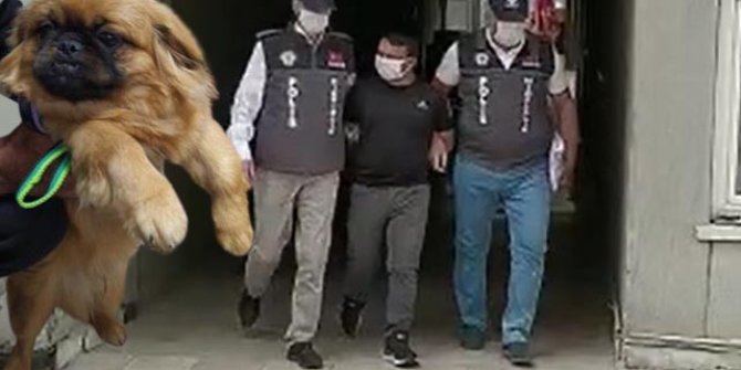 Evde değerli eşya bulamayınca köpeği çalan şüpheli, suç makinesi çıktı