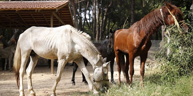 Antalya'da sahiplendirilen 40 attan 2'si öldü, 2'si çalındı, 3'ü kayıp