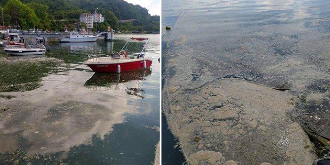 Deniz salyası Karadeniz’de