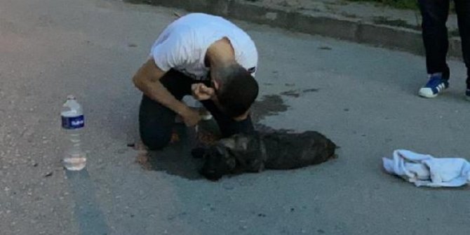 Araç çarpmasıyla yaralanan köpeğine sarılarak ağladı 