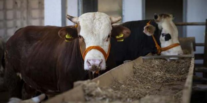 Kurban kesimi tebliği yayımlandı