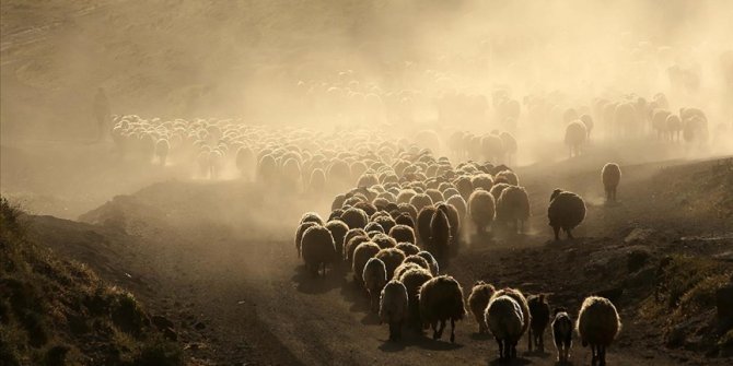 Küçükbaş hayvan sürülerinin Nemrut Dağı'na yolculuğu