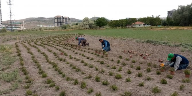 Doğal yağ için gül ve kekik dikimi yapıldı