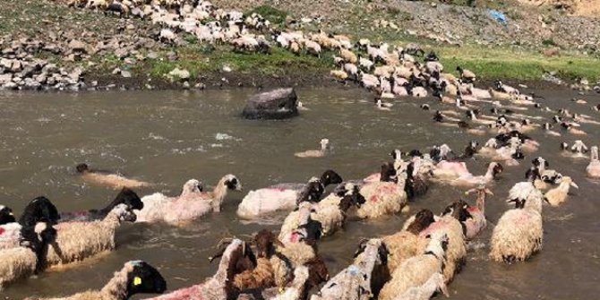 Kırkılan koyunları Kars Çayı'nda yıkadılar