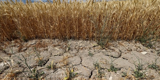 İzmir'de bahar yağışlarındaki düşüş hububat üretimini olumsuz etkiledi