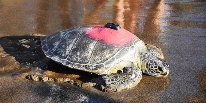 Uydudan izlenen yeşil deniz kaplumbağası 'Talay' 3 günde 30 kilometre yol aldı