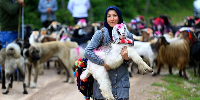 Yaylacıların 'rengarenk' göç yolculuğu başladı