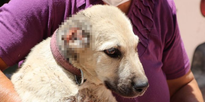 Yavru köpeğin kulaklarını kesip, ayağını kırdılar
