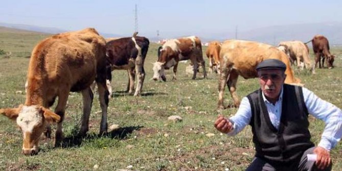 Ardahan'da hayvanlar, kuraklık nedeniyle ot bulamıyor 