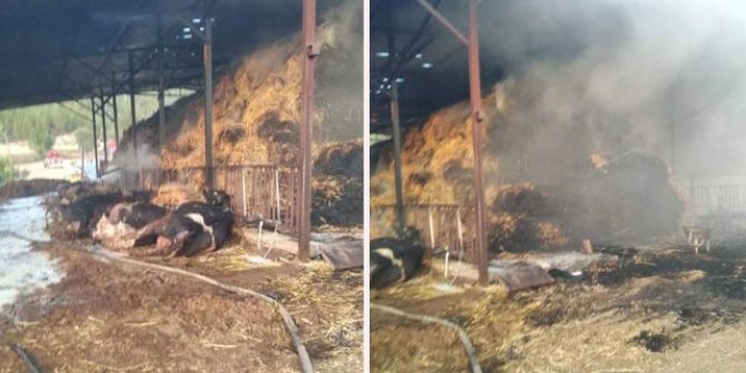 Denizli'de ahırda yangın; 23 büyükbaş öldü
