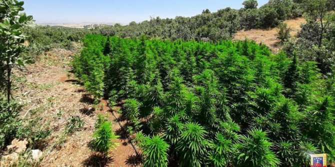 Diyarbakır'da 1 milyon 340 bin kök Hint keneviri ele geçirildi
