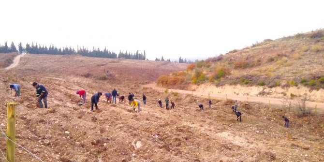 Kargo şirketinden fidan seferberliği