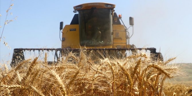 Tekirdağ'da buğdaydaki yüksek rekolte çiftçinin yüzünü güldürüyor