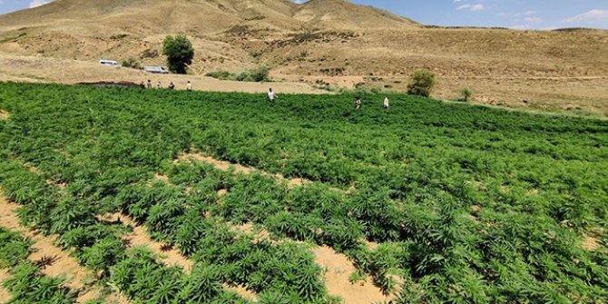 İçişleri: Bingöl'de 15 milyon kök kenevir ele geçirildi