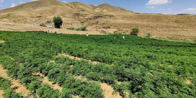 İçişleri Bakanlığı'ndan açıklama: 15 milyon 217 bin kök kenevir ele geçirildi