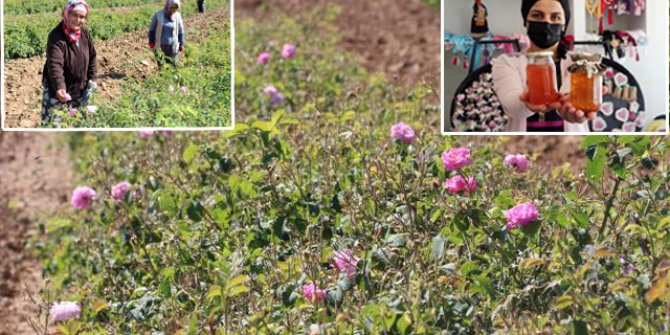 Kuraklık nedeniyle gül rekoltesi yarı yarıya düştü