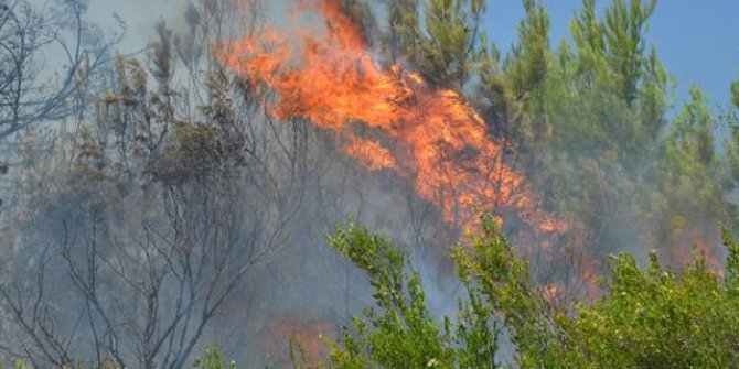 Antalya'da 15 dekar makilik ile zeytin ve çam ağaçları yandı 