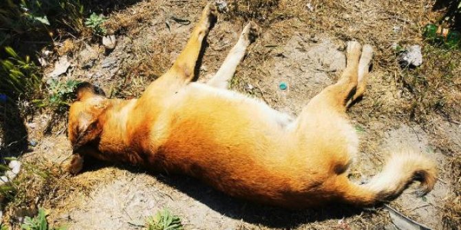 Ankara'da 6 köpeğin ölümünde 'zehirli tavuk eti' incelemesi