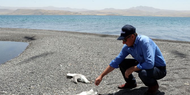 Van Gölü havzasında toplu martı ölümleri başladı