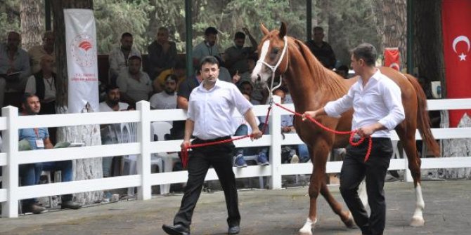 Arap atları açık artırmayla satıldı