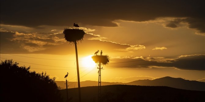 Tunceli'deki 'Kuşçu' köyünün leylek sakinlerinin sayısı artıyor