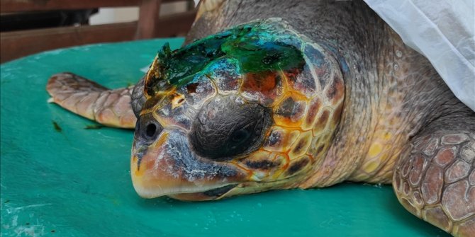Gökçeada'da yaralı bulunan caretta caretta tedavi ediliyor